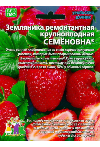 Remontant strawberry "Semyonovna"