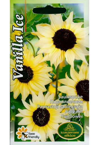 Sunflower "Vanilla Ice"