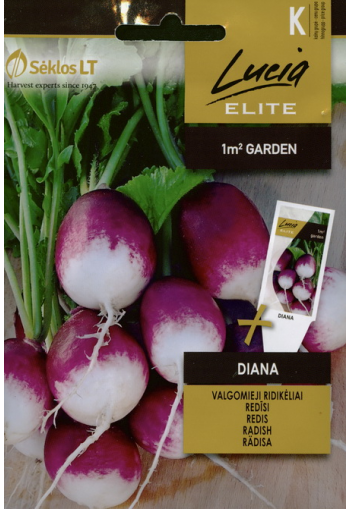 Radish violet "Diana"
