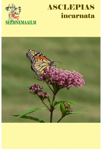 Swamp milkweed "Carmin-Rose" (Swamp Silkweed, White Indian Hemp)