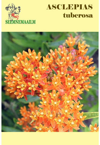 Ваточник инкарнатный "Оранжевая бабочка" Asclepias tuberosa