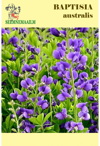 Blue wild indigo "Minor" (plains baptisia, rattlebush)