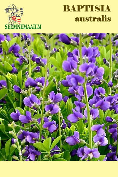 Blue wild indigo "Minor" (plains baptisia, rattlebush)