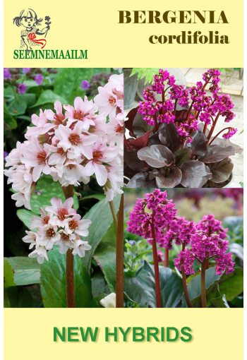 Hjärtbergenia "New Winterflowering Hybrids" (vinterblad)