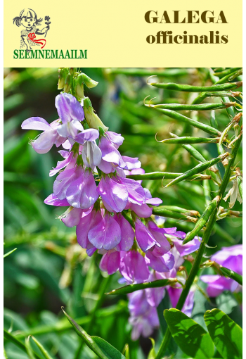 Goat's rue (French lilac, Italian fitch, Professor-weed)