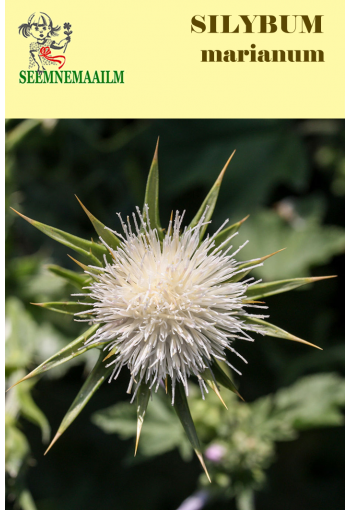 Blessed Milkthistle "White" (Holy thistle, Lady's thistle, Mary thistle)