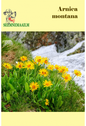 Mountain arnica (Leopard's bane, Mountain tobacco)