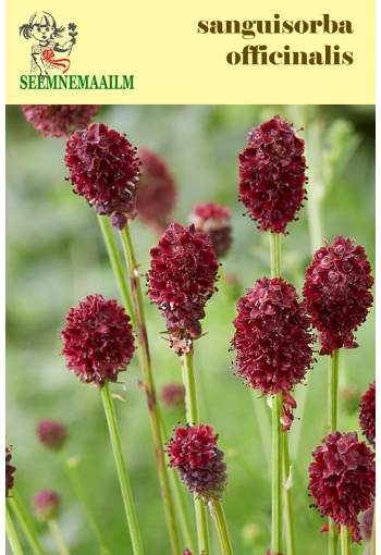 Great Burnet (burnet bloodwort, Di-Yu)