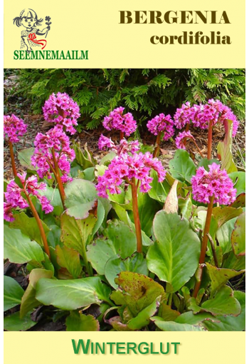 Heartleaf bergenia "Winterglow" (Pig squeak, Elephant's ears)