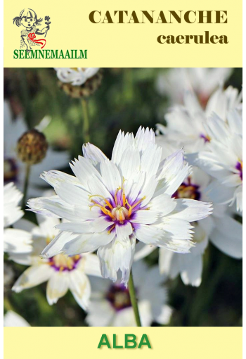 Катананхе белая "Amor White" (Catananche caerulea)