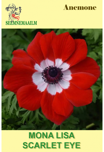 Anemone "Mona Lisa Scarlet Eye" (windflower)