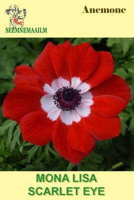 Anemone "Mona Lisa Scarlet Eye" (windflower)