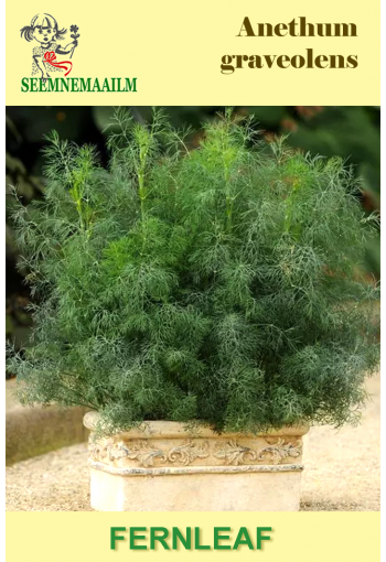 Dill "Fernleaf"