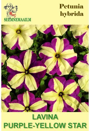 Petunia "Lavina Purple-Yellow Star" F1