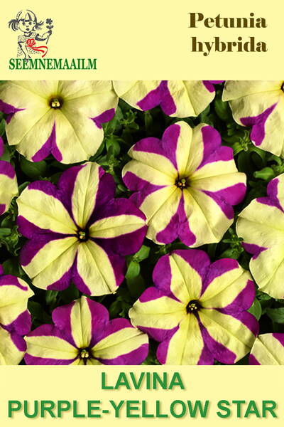 Petunia "Lavina Purple-Yellow Star" F1