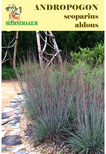 Бородач веничный "Aldous" (Schizachyrium scoparium) Andropogon