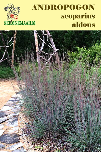 Бородач веничный "Aldous" (Schizachyrium scoparium) Andropogon