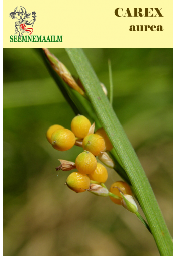 Осока золотистая (Carex aurea)