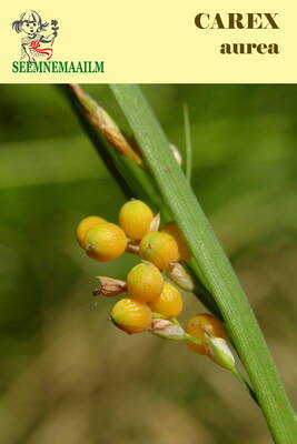 Осока золотистая (Carex aurea)