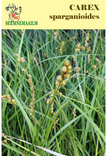 Осока тростниковая  (Осока рыхлая прицветная) Carex sparganioides