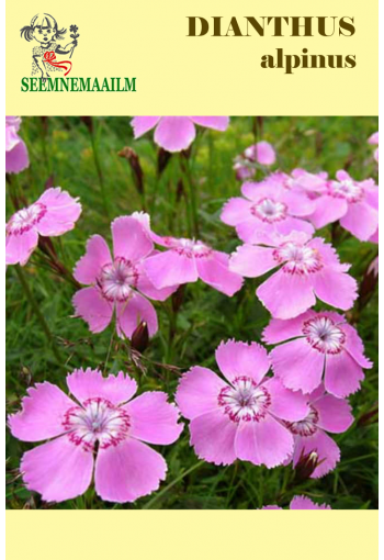 Гвоздика альпийская "Розовая" (Dianthus alpinus)