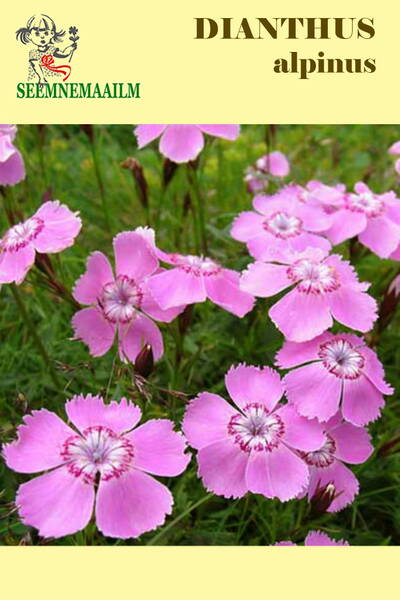 Гвоздика альпийская "Розовая" (Dianthus alpinus)