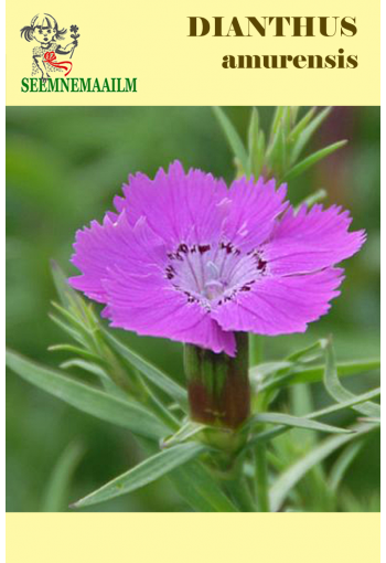 Amur River Pink "Siberian Blues" (velvet and lace dianthus)