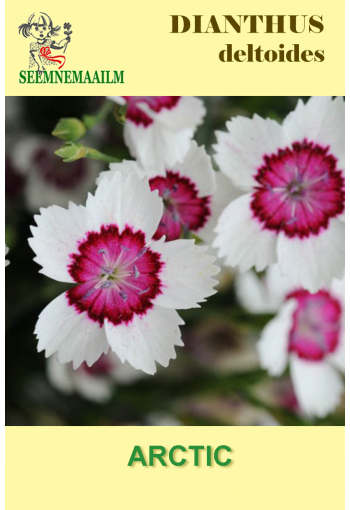 Гвоздика травянка "Огонь Арктики" Dianthus deltoides