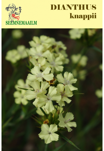 Sulphur Pink "Yellow Harmony"