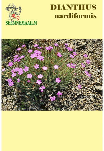 Гвоздика белоусовая (Dianthus nardiformis)