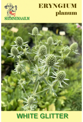 Plains eryngo "White Glitter" (flat sea holly)