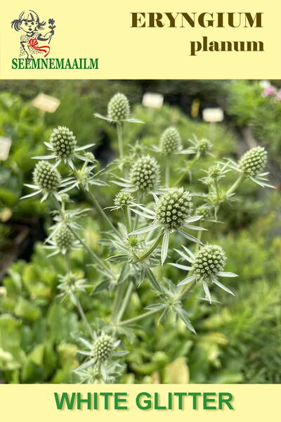 Plains eryngo "White Glitter" (flat sea holly)