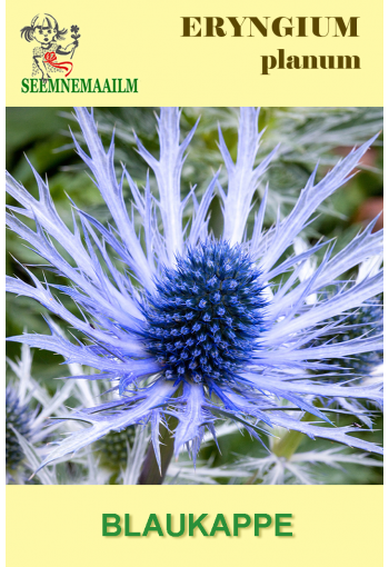 Sea Holly "Blue cap" (Plains eryngo)