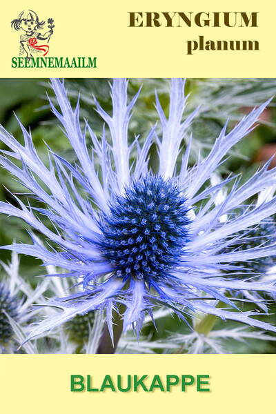 Sea Holly "Blue cap" (Plains eryngo)