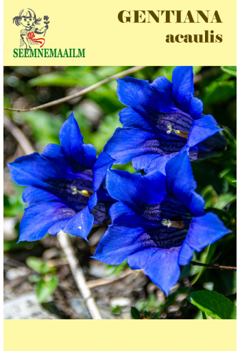 Горечавка бесстебельная (Gentiana acaulis)