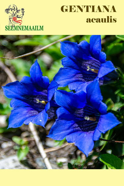 Горечавка бесстебельная (Gentiana acaulis)