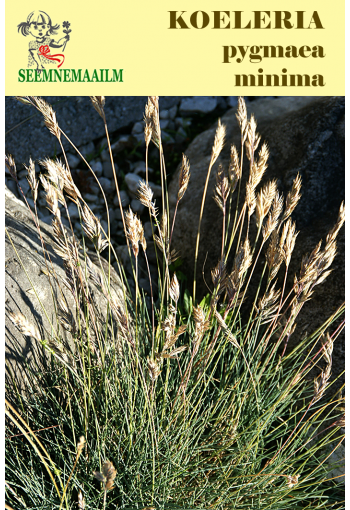 Dwarf Blue Hair Grass