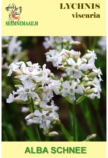 Sticky catchfly "Alba schnee"