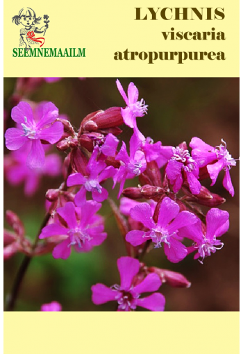 Лихнис красный (Смолка красная) Lychnis viscaria ssp. atropurpurea