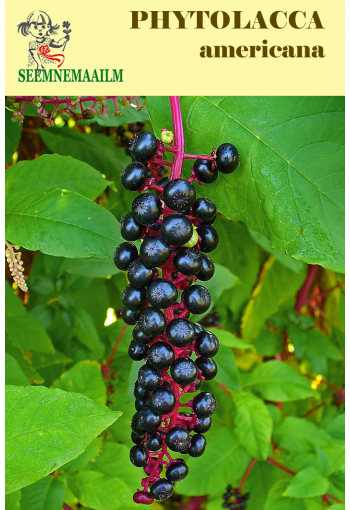 American pokeweed (cancer-root, coakum, garget, inkberry, pigeon berry)