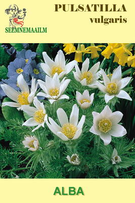 Прострел обыкновенный "Альба" (Сон-трава) Pulsatilla vulgaris 