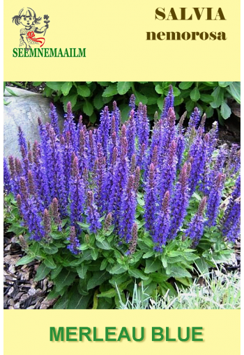 Lehtosalvia "Merleau Blue"