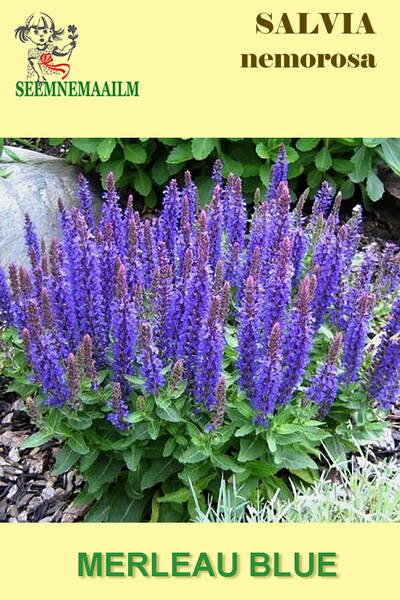 Lehtosalvia "Merleau Blue"