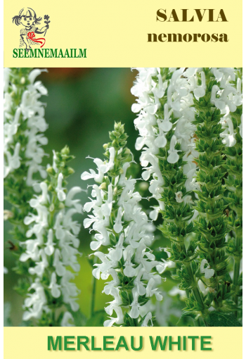 Woodland sage "Merleau White" (Balkan clary)