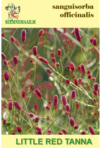 Great Burnet "Little Red Tanna" (burnet bloodwort, Di-Yu)