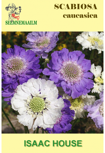 Caucasian Pincushion Flower "Isaac House Hybrids" (mix)