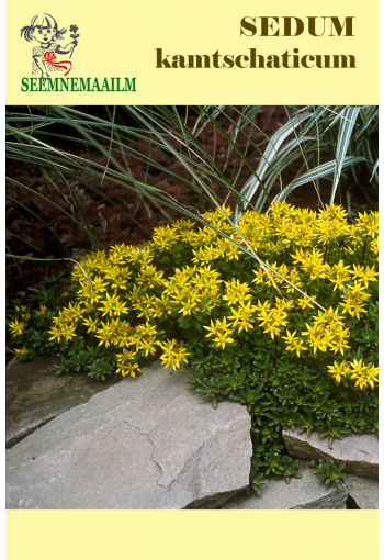 Orange Stonecrop "Caramel" (Kamchatka Sedum)