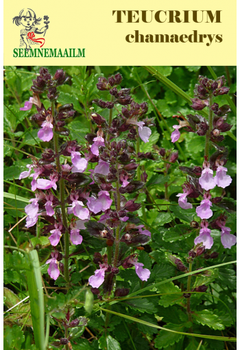 Дубровник обыкновенный (дубравник) Teucrium chamaedrys