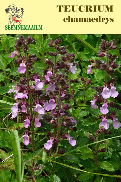 Дубровник обыкновенный (дубравник) Teucrium chamaedrys