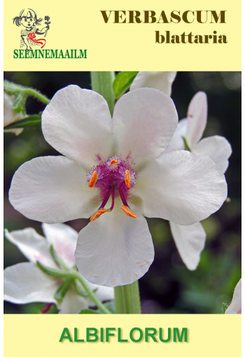 Moth mullein "White Blush"